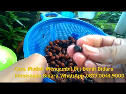 Membantu potensi lemah pada pria Parfum afrodisiak dengan feromon exciter untuk wanita