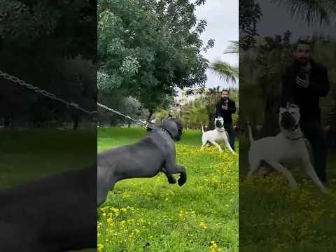Cane Corso vs Dogo Argentino - Quem Leva a Melhor?"