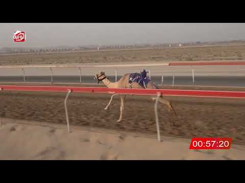 ش 8 (الشبابيه) لـ طلحه عمر عبدالمحمود البطحاني 3:01 ، شارة صندوق الحلفه 2026/08/25 فطامين سويحان