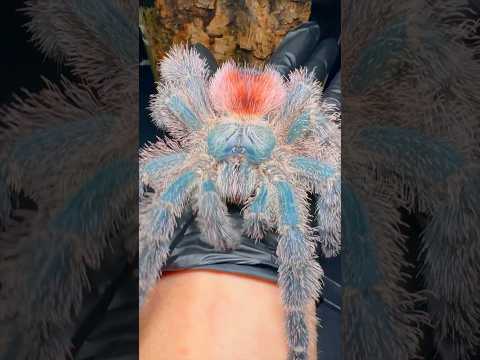 Brand New Tarantula!!