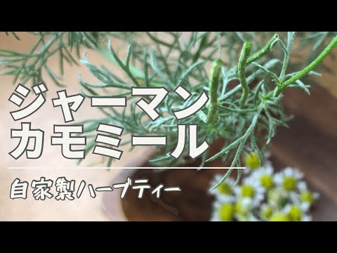 カモミールティーの作り方、使い方、効果 植物