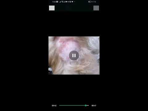 Testimonio en video, perro Shih Tzu