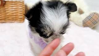 ハーフ犬の動画02