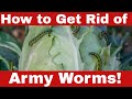 How to Get Rid of Army Worms: Proven Strategies You NEED to Know!