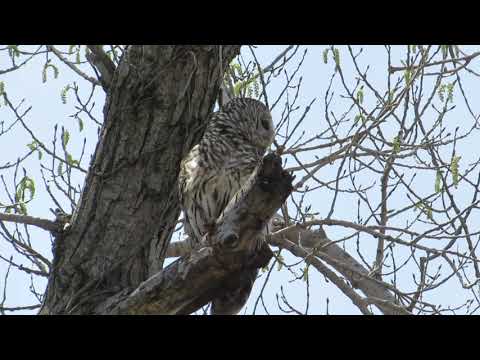MVI 2629 Barred Owl