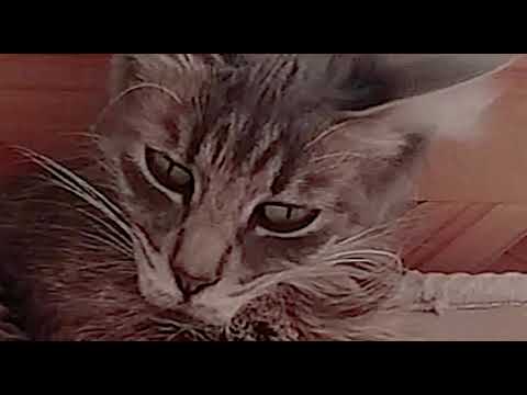 Requiem For a Michi — Lautaro Rá