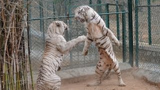 DO NOT Make White Tiger Angry - EVER !!