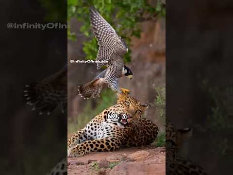 Die 5 häufigsten Angriffe eines Wanderfalken | ⚡☠️ #Wanderfalke #viralshorts #wildlife#animals