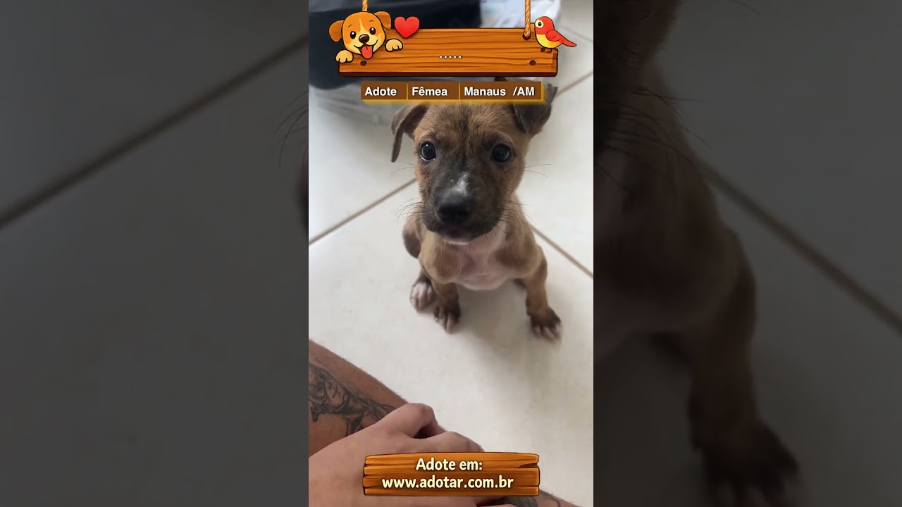 Cachorro raça SRD-ViraLata idade 1 ano nome …..