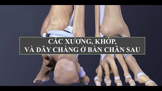 Các xương và dây chằng bàn chân sau