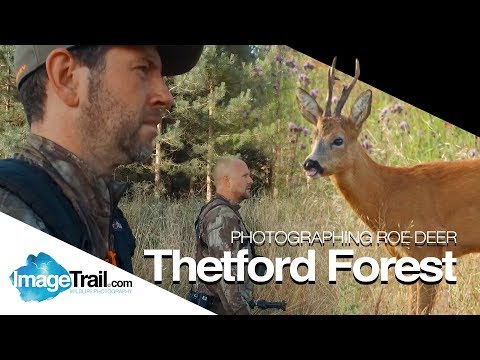 In search of Roe deer - Thetford Forest July 2019