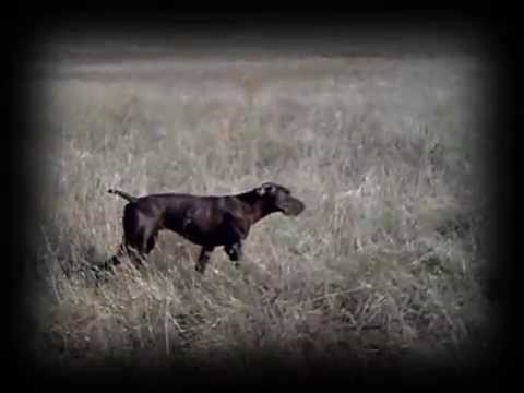 CAZA de CODORNIZ. Ying «Vintage» (XIV) – bonviedro.com