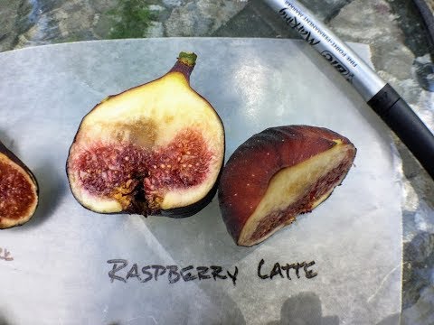 The Raspberry Latte Fig: Tastes Like Raspberries?!