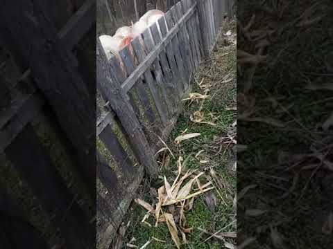 Oile lui nelu moldoveanu poroina mare(3)