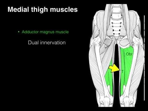 Medial compartment thigh muscles