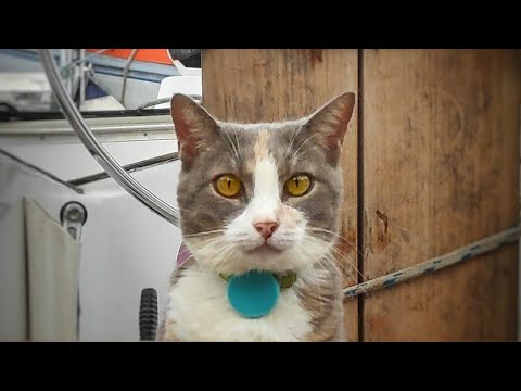 Funny cats video - cat sailing & swaying on a sailboat - Millie 03