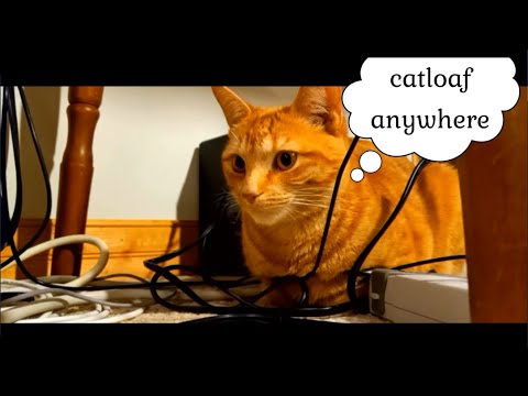 Her catloaf position - Cat loaf