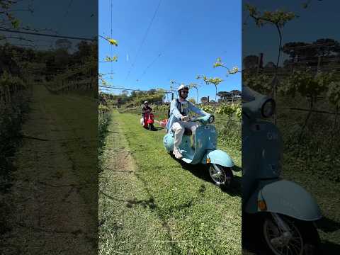 O que fazer na serra gaucha: passeio de vespa em meio aos vinhedos #serragaucha #riograndedosul