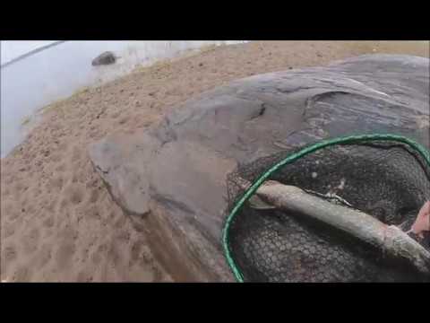 Markus Kalassa - Merikalastus 2019 Elokuun ensimmäiset kalat