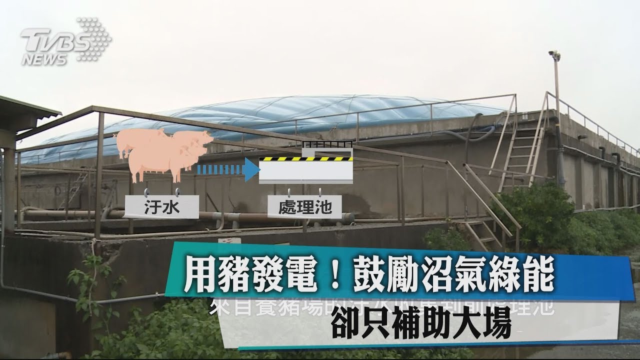 用豬發電!鼓勵沼氣綠能 只補助大場
