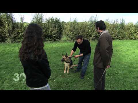 download lagu mp3 mp4 Chien Anxieux, download lagu Chien Anxieux gratis, unduh video klip Chien Anxieux