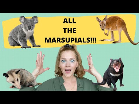 Marsupials for Kids | Kangaroos, Koalas, Opossums, and other animals with pouches thumbnail