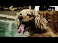 FIN DU MONDE ! 🔥 La Terre Sans Humains Film Documentaire RMC DÉCOUVERTE