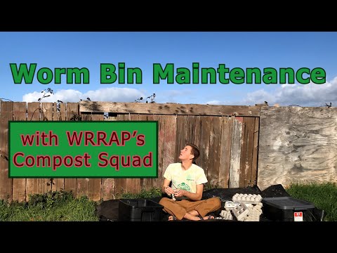 Worm Bin Maintenance: Drying out a wet bin