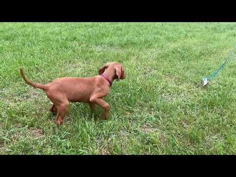 Magyar Vizsla Welpe kaufen