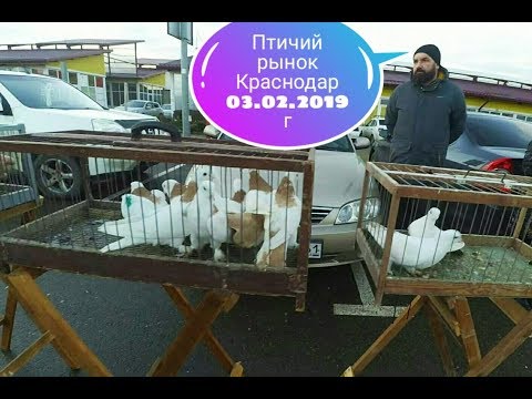 Птичий рынок Краснодар 03.02.2019г. 4к Ярмарка