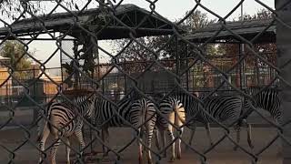 preview picture of video 'Peshawar zoo'