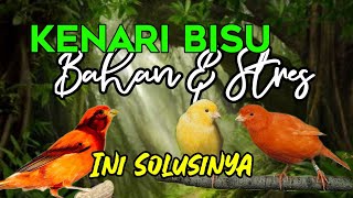 Download lagu AUDIO MASTER TERAPI KENARI STRES BAHAN DAN MACET BUNYI PANCINGAN KENARI TERBAIK mp3