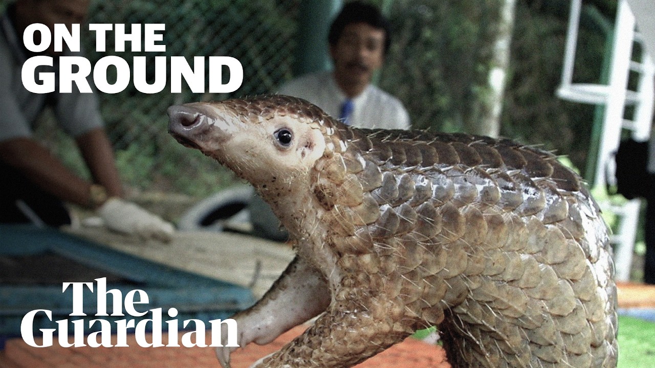 Wildlife trafficking networks operate openly in Laos as Chinese tourism surges along new rail corridor