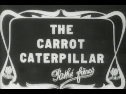 La chenille de la carotte