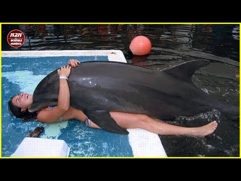 20 moments incroyables où la vie des dauphins vous fait rire