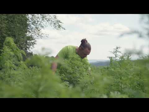 Artemisia annua | Ernte auf dem Brunnmatthof | einjähriger Beifuss | die Heilpflanze der Götter