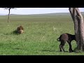 The Apex Predators Fighting To Feed Their  Lion Family | Pride In Battle | Full Documentary