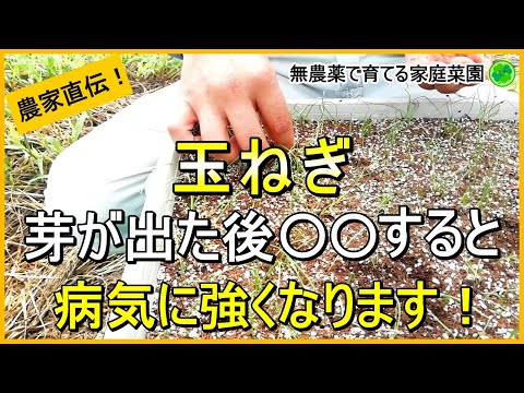 園芸 玉ねぎに関するよくある質問