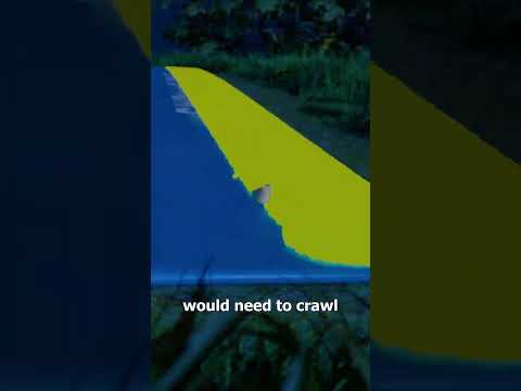 Can A Slug Make A Slip And Slide 🤔