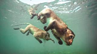 Thailand's Diving Macaques - Monkey Revolution