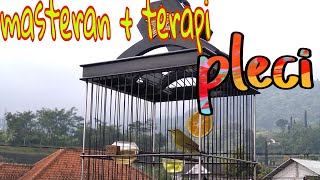Download lagu masteran pleci   call betina mp3