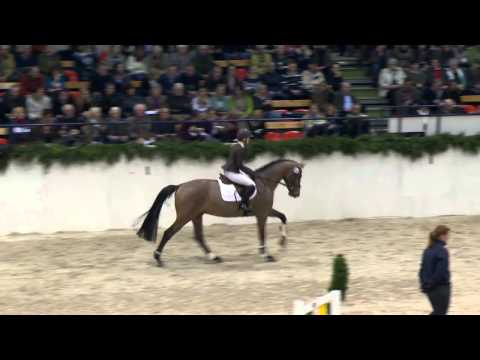 Holsteiner Hengst Quiran