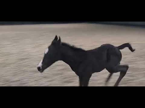 Filou hengstveulen "Sir Verdoni"2 dagen oud.  verdoni Stables.