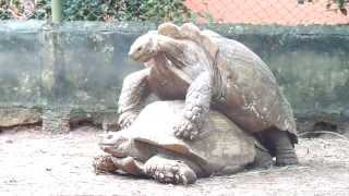 Giant turtles in love... in Benin City - Nigeria
