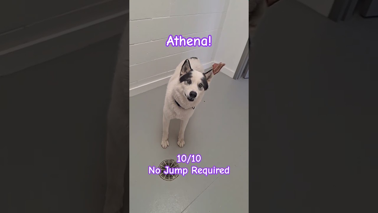 Enlarge Athena, a Adoptable Husky in Noble, OK video 4/4