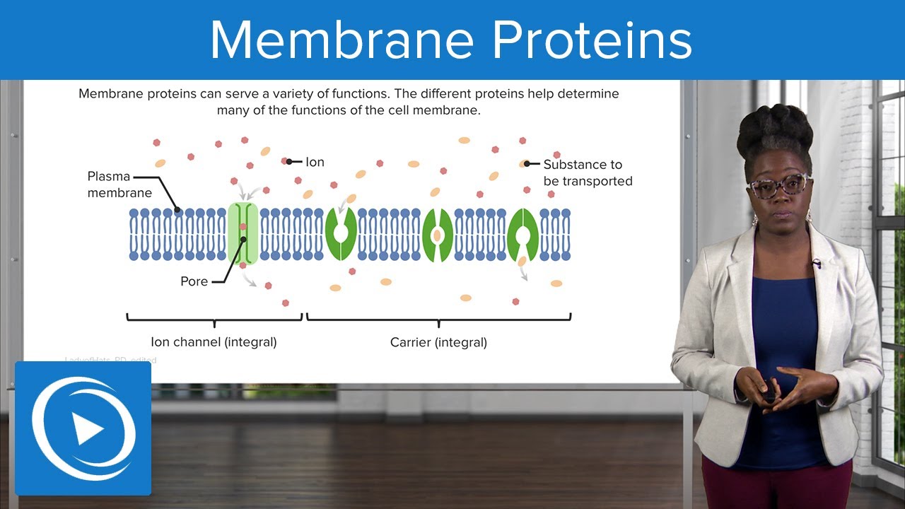 Membrane Proteins – Physiology | Lecturio Nursing