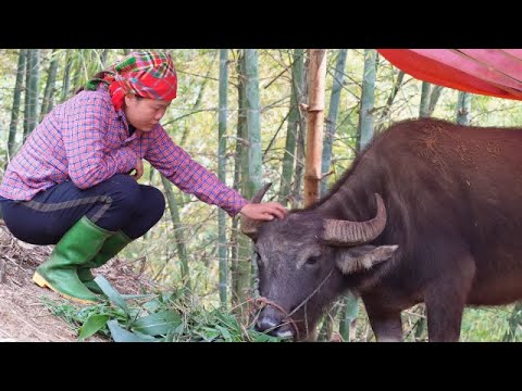 Cutting Grass, Preparing Bananas for Pigs, and Processing Dried Cassava | Tà Xùa Daily Life