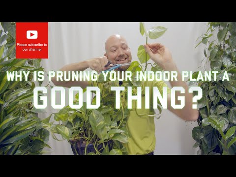 Why is pruning indoor plants a good thing?