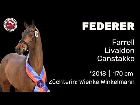 Federer *2018 von Farrell x Livaldon | Hengstschau Sosath 2025