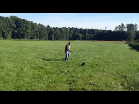 Hundeschule Dog Campus - Erstemal Reizangeltraining